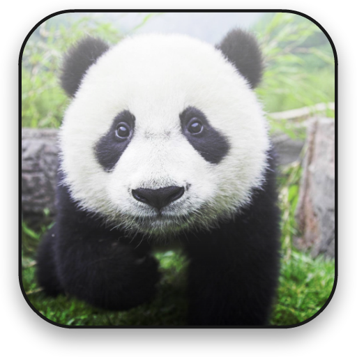 Panda Free Video Wallpaper LOGO-APP點子