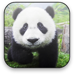 Panda Free Video Wallpaper Apk