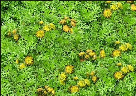 [Artemisia viridis 'Tiny Green'[4].jpg]