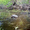 Common Snapping Turtle