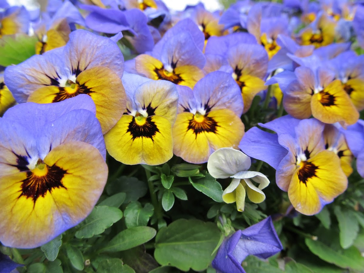Pansy Tricolor