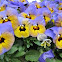 Pansy Tricolor