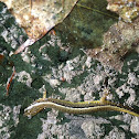 Two lined Salamander