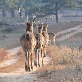 Good bye Kanha.. by Milind Lele - Animals Other Mammals