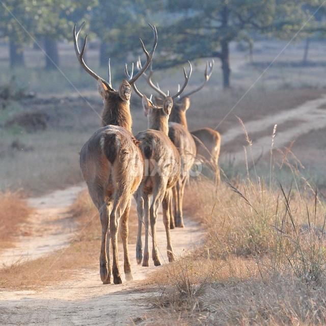 Good bye Kanha.. by Milind Lele - Animals Other Mammals