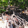 Red Mangrove