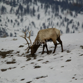 by Kris Kessinger - Animals Other Mammals