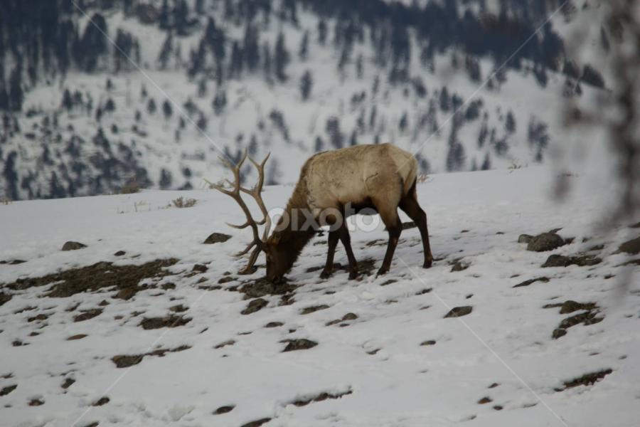 by Kris Kessinger - Animals Other Mammals
