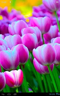 Free Springtime Tulips Carpet Bloom APK for Android