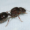 Marauder ants