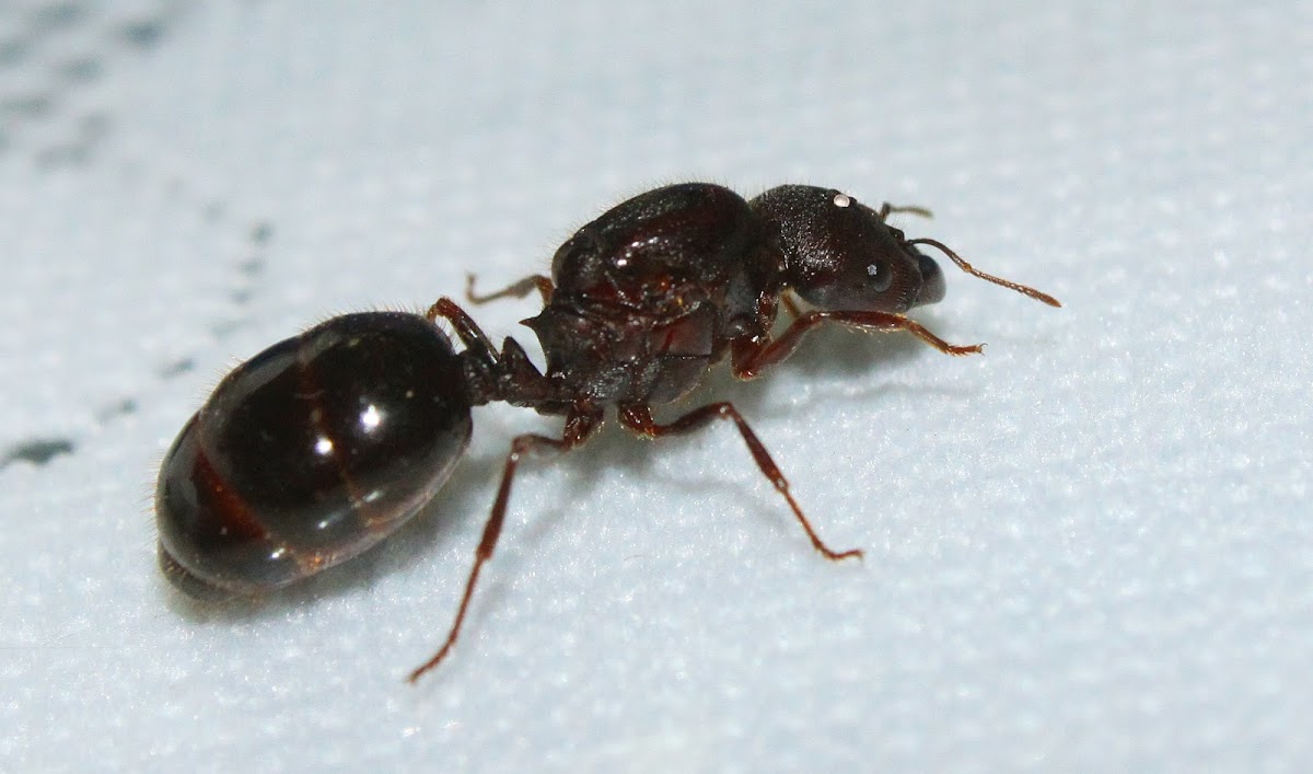 Marauder ants