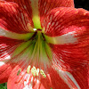 Amaryllis hybrid