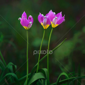 Three by Dejan Gavrilovic - Flowers Flowers in the Wild