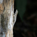 White-headed Dwarf Gecko