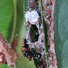 Rattle Ants