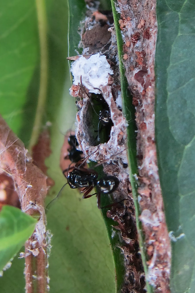 Rattle Ants