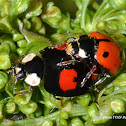 Asian multicolored lady beetle