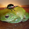 Green Tree Frog and Christmas Beetle