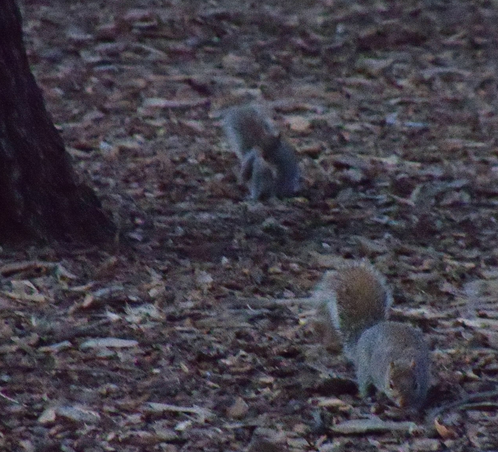 Eastern Gray Squirrel