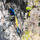 BLUE HEADED TREE AGAMA