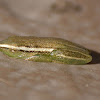 Long Reed Frog