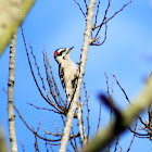 Downy Woodpecker