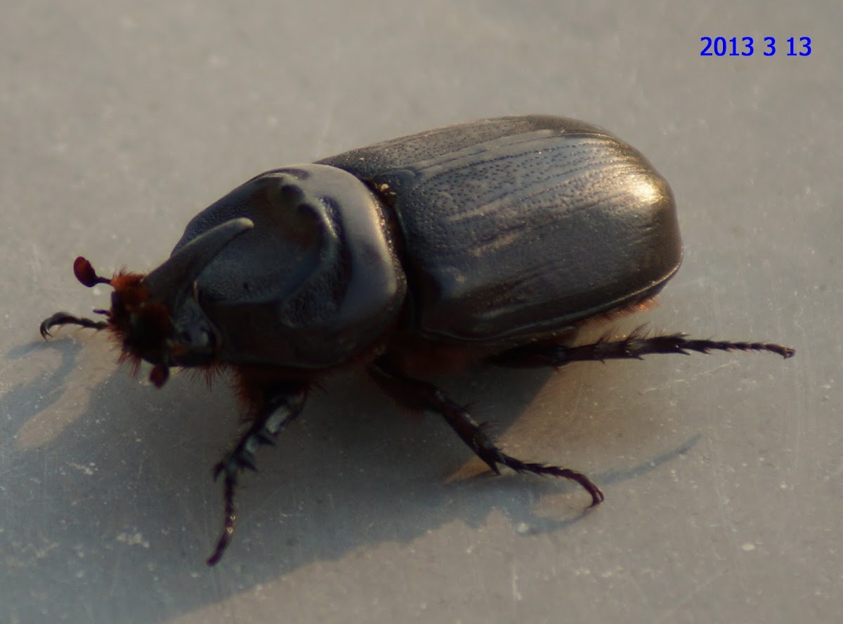 Asiatic rhinoceros beetle