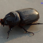 Asiatic rhinoceros beetle