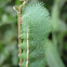 Automeris Caterpillar