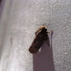 Clemens' Grass Tubeworm Moth