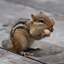 The  Chipmunks of Southeastern US