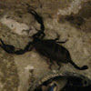common scorpio
