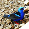 Red legged Honeycreeper