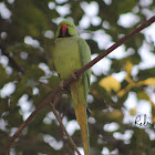 Rose-ringed Parakeet