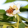Asiatic Honey Bee 