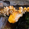 Witch's Butter