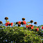 African tulip tree