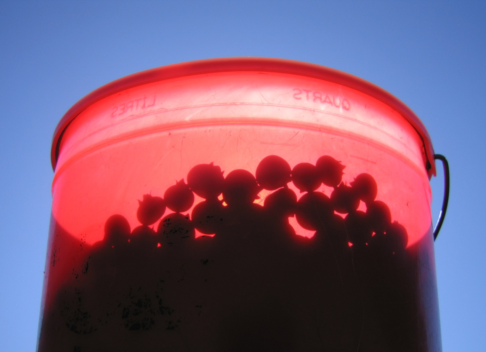 [IMG_6375 Blueberry shadows[9].jpg]