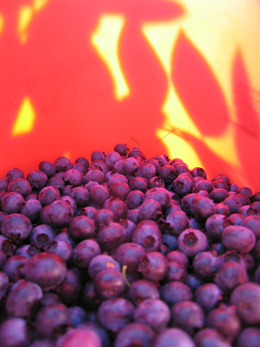 [IMG_6374 Blueberry shadows[6].jpg]