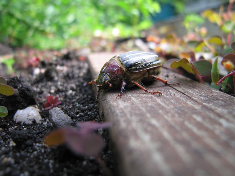 June bug