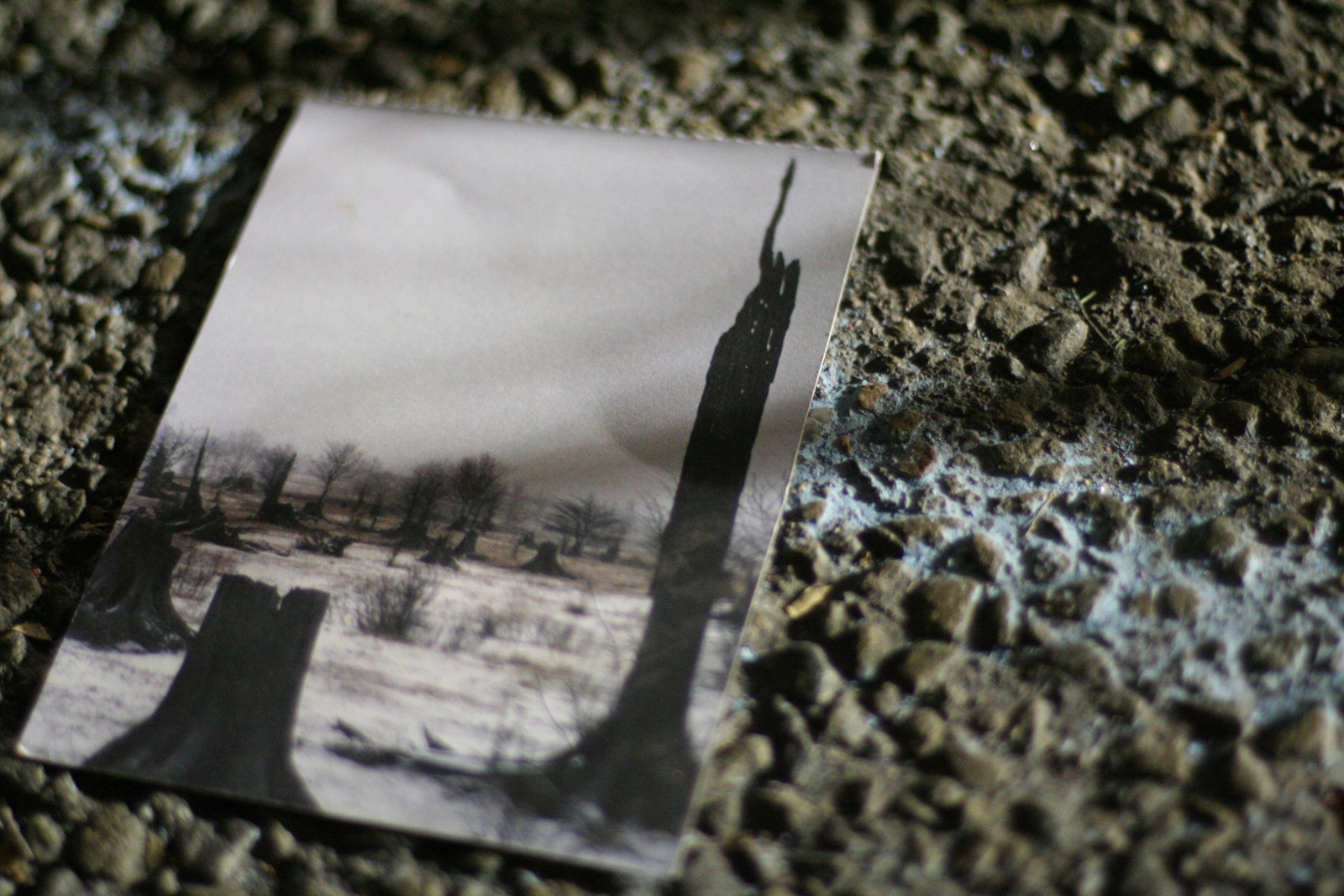 [IMG_6295 Clear cut forest postcard on the ground[2].jpg]