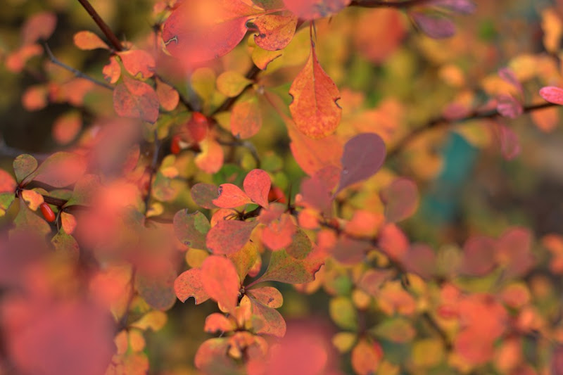 Red yellow green barberry leaves in the fall