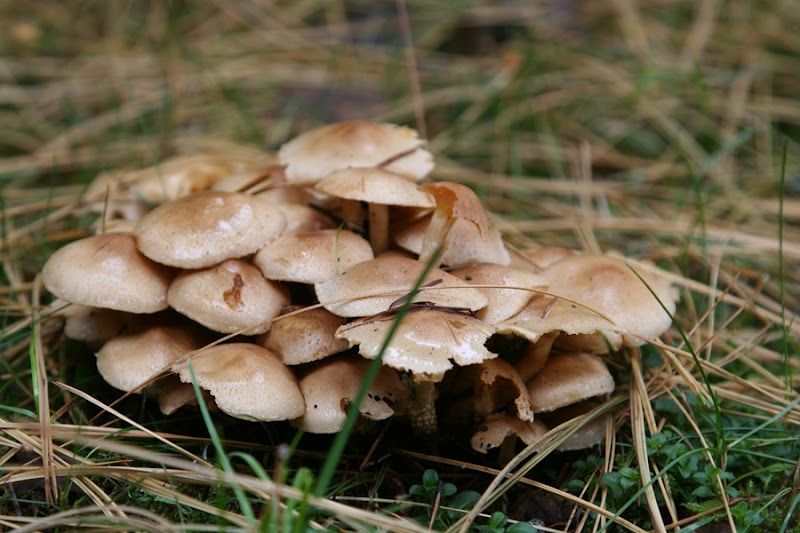 Fall mushrooms