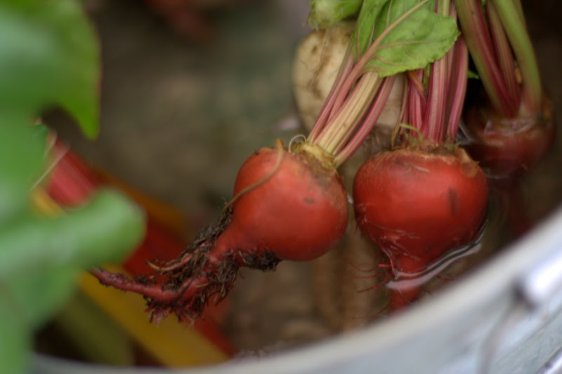 Fresh beets