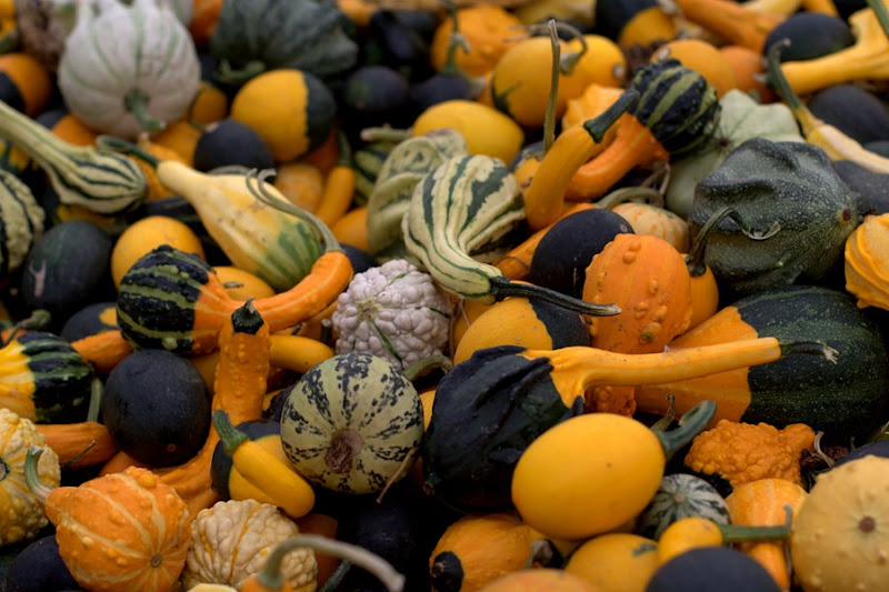 Fall squash