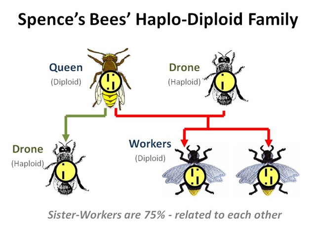 [Haplo Diploid Family[4].jpg]
