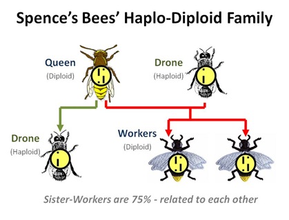 Haplo Diploid Family