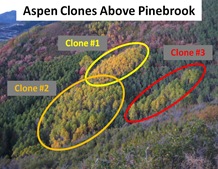 Aspen Clones