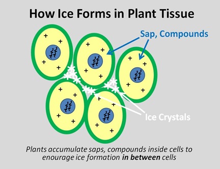 Freezing Plant Tissue