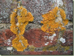 N2_Lichen